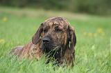 FILA BRASILEIRO 043
